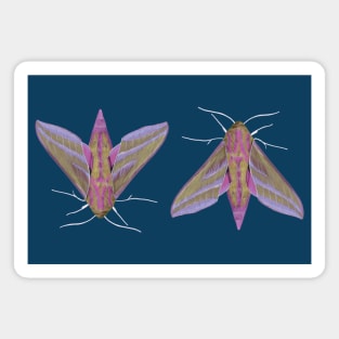 Pink Moths Magnet